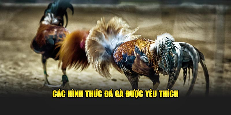 Các hình thức đá gà Thomo được yêu thích