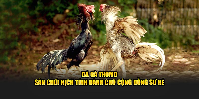 đá gà thomo