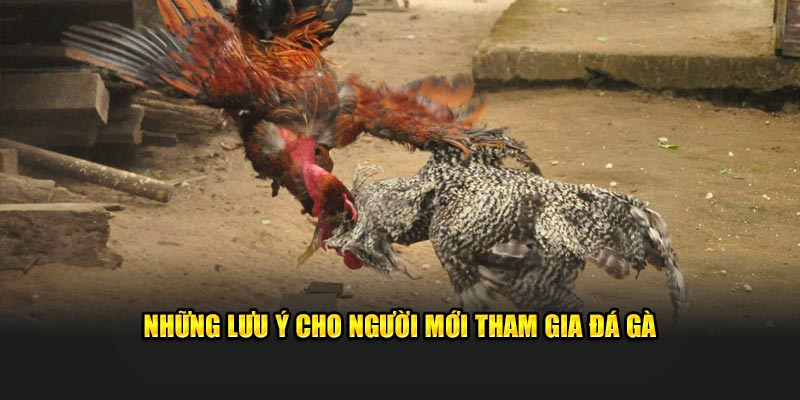 Những lưu ý cho người mới tham gia đá gà C1