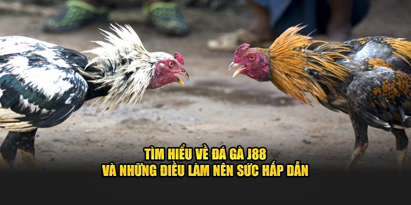 Tìm hiểu về đá gà J88 và những điều làm nên sức hấp dẫn