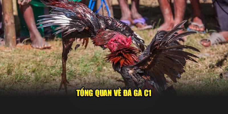 Tổng quan về đá gà C1