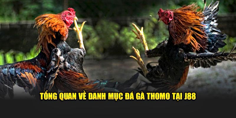 Tổng quan về danh mục đá gà thomo tại J88