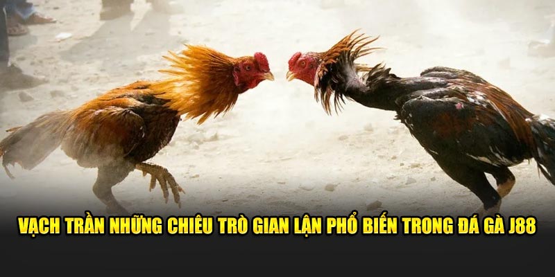 Vạch trần những chiêu trò gian lận phổ biến trong đá gà J88