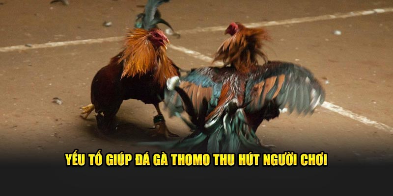 Yếu tố giúp đá gà thomo thu hút người chơi